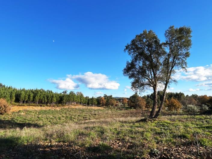 Image No.7-Terre à vendre à Pedrógão Grande