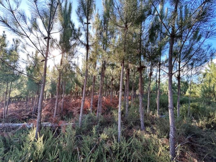 Image No.9-Terre à vendre à Pedrógão Grande