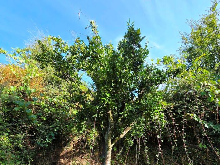 Image No.45-Land for sale