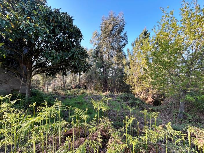 Image No.11-3 Bed Village House for sale