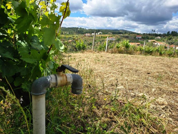 Image No.16-Vignoble à vendre à Proença-a-Nova