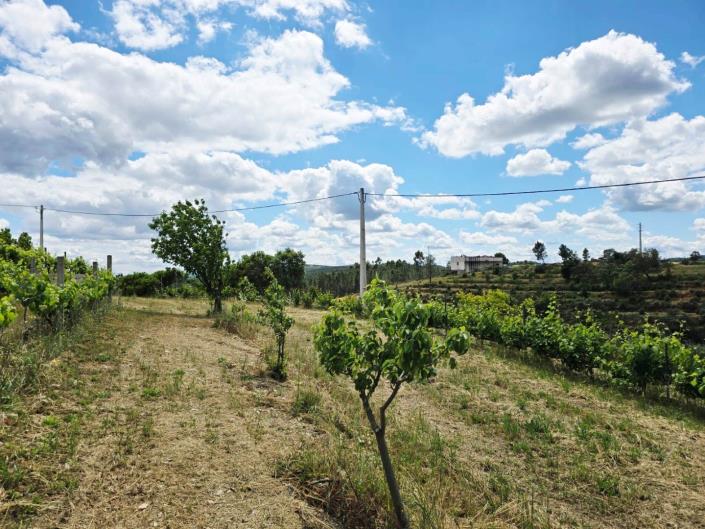 Image No.17-Vignoble à vendre à Proença-a-Nova