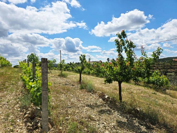 Image No.18-Vignoble à vendre à Proença-a-Nova