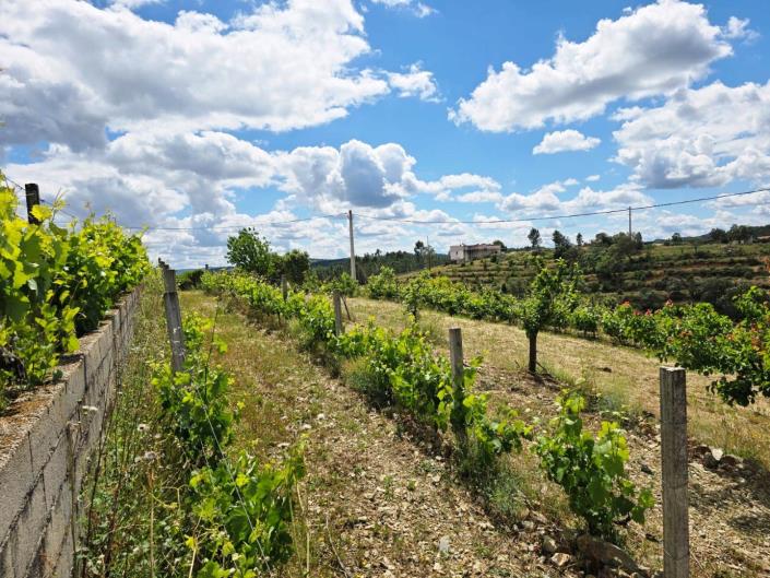 Image No.19-Vignoble à vendre à Proença-a-Nova