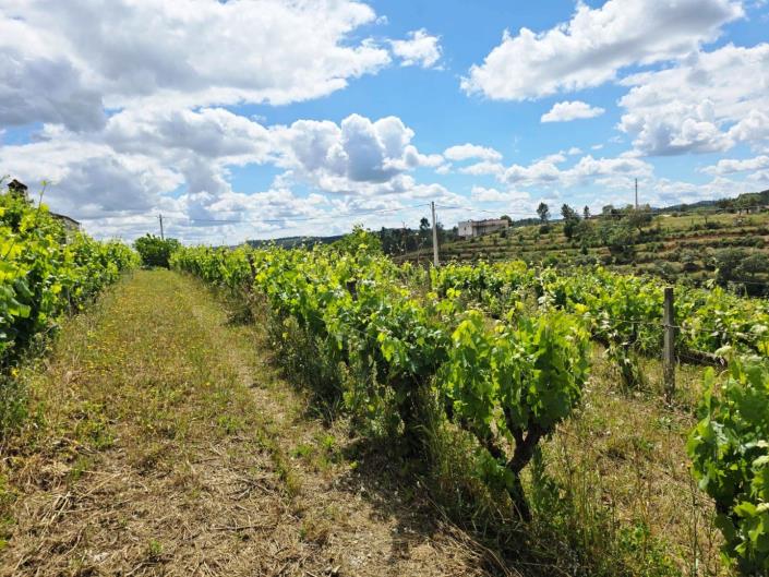 Image No.20-Vignoble à vendre à Proença-a-Nova