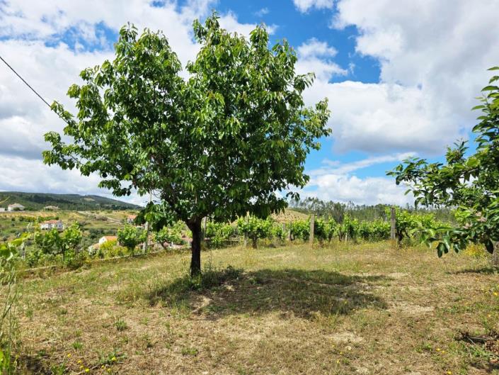 Image No.21-Vignoble à vendre à Proença-a-Nova