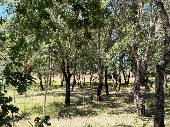 Image No.20-Land for sale