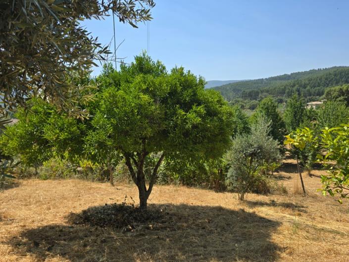 Image No.42-3 Bed House for sale