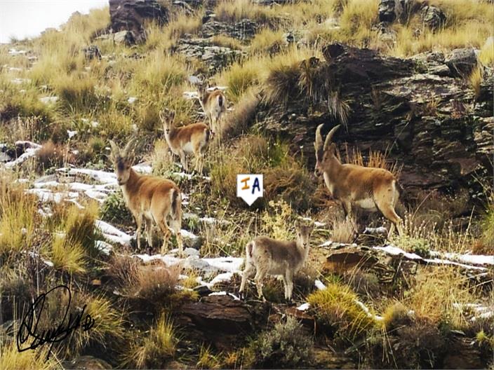 Image No.16-Propriété de 1 chambre à vendre à Costa Tropical