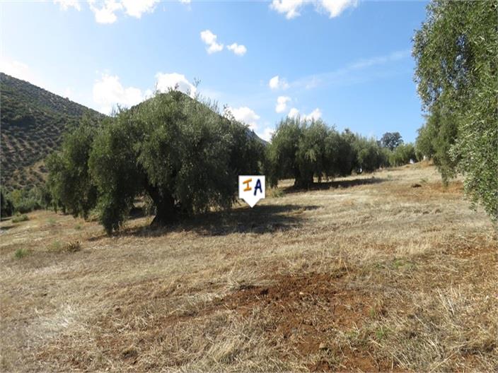 Image No.8-Ferme de 5 chambres à vendre à Martos