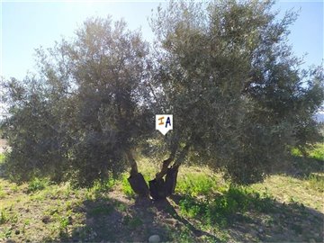 pl2614