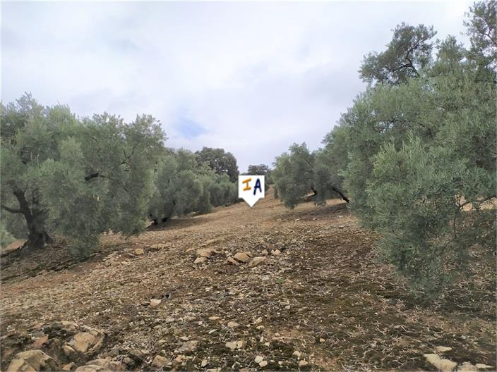 Image No.3-Ferme de 1 chambre à vendre à Iznájar