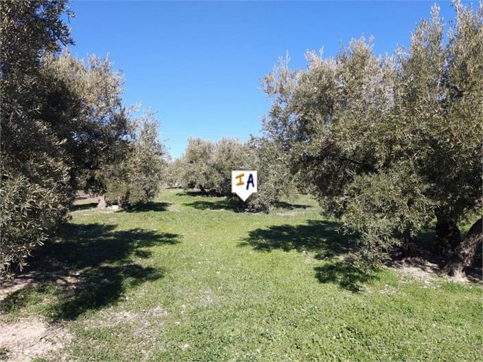 Image No.11-8 Bed Commercial for sale