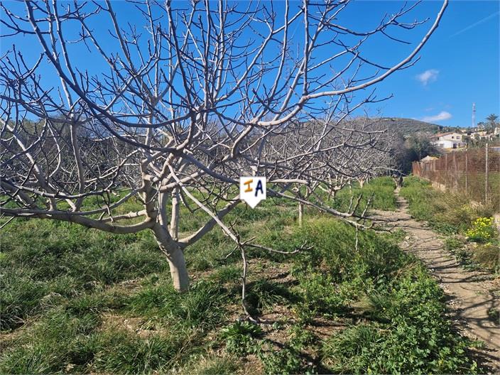 Image No.3-Terre à vendre à Almayate