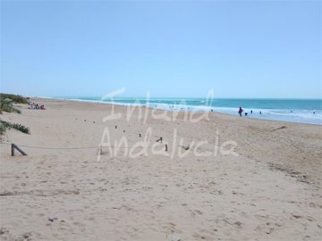 pl31313