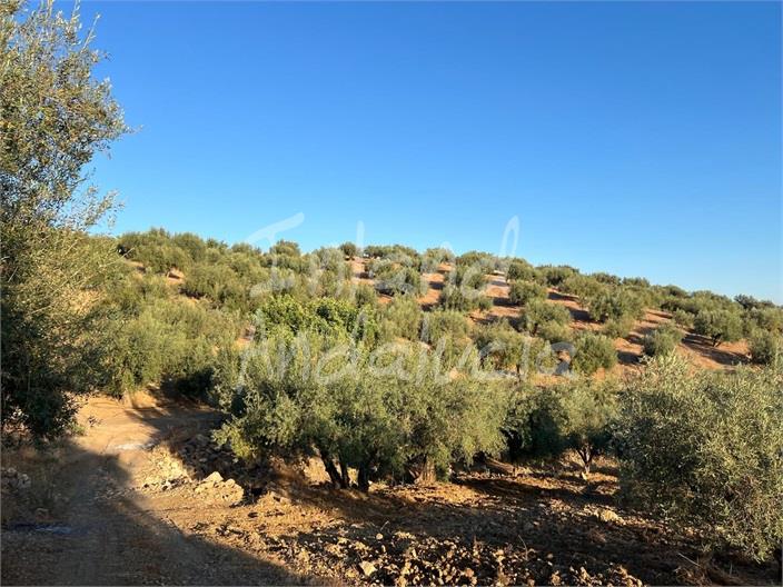 Image No.4-Land for sale