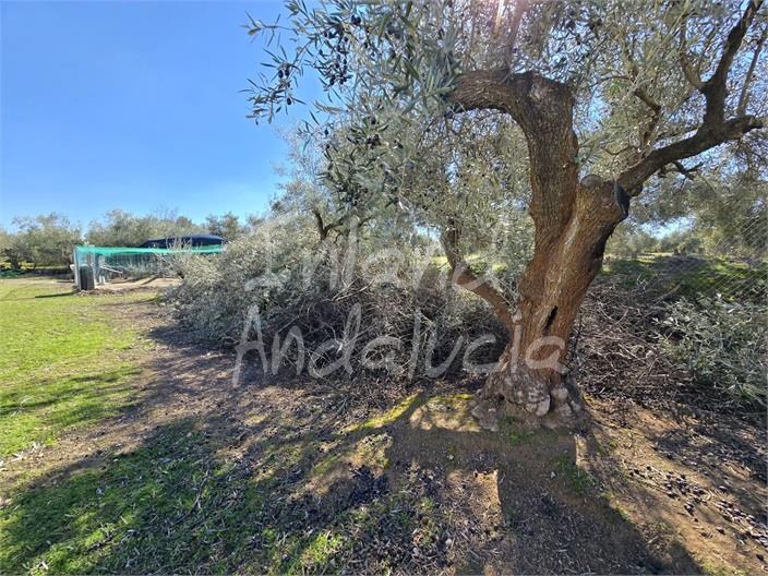 Image No.17-Land for sale