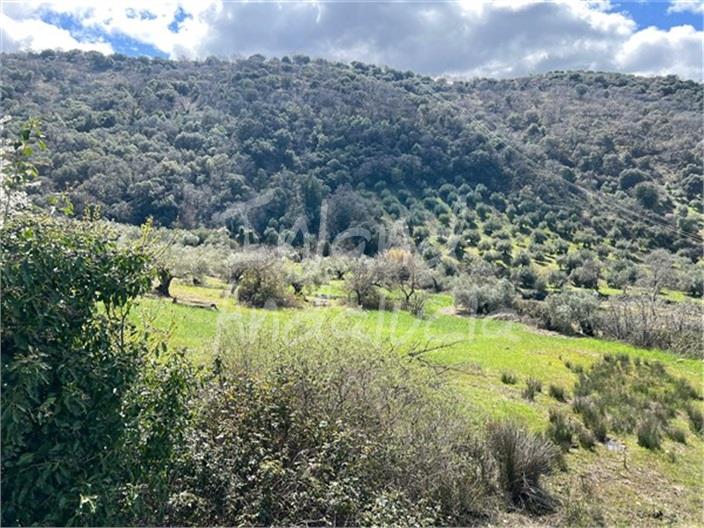 Image No.3-8 Bed Finca for sale