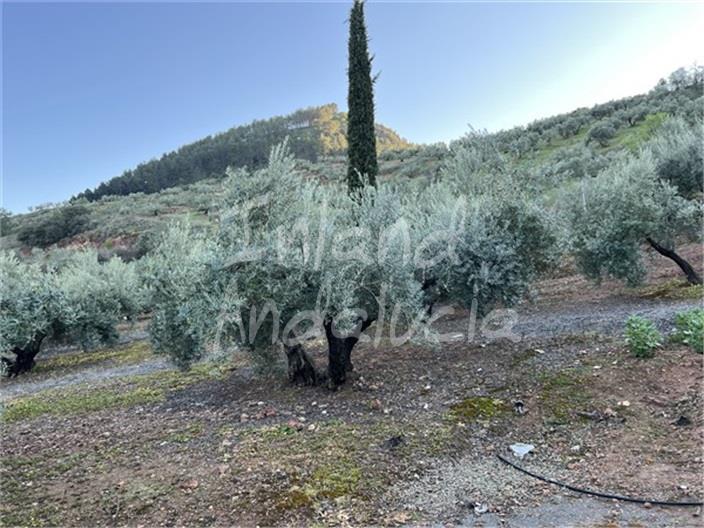 Image No.11-Finca for sale