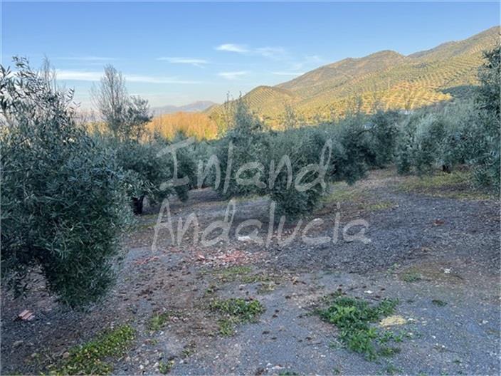 Image No.6-Finca for sale