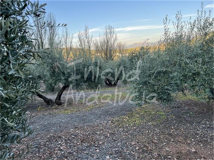 Image No.9-Finca for sale