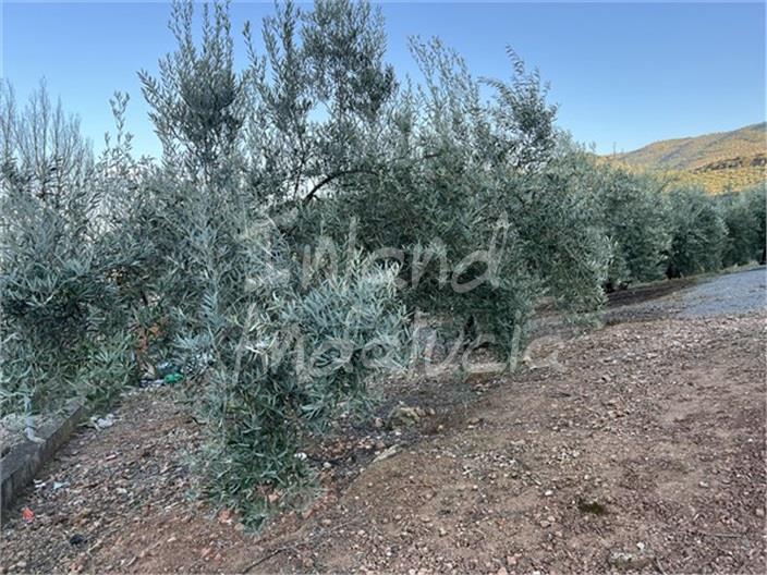 Image No.10-Finca for sale