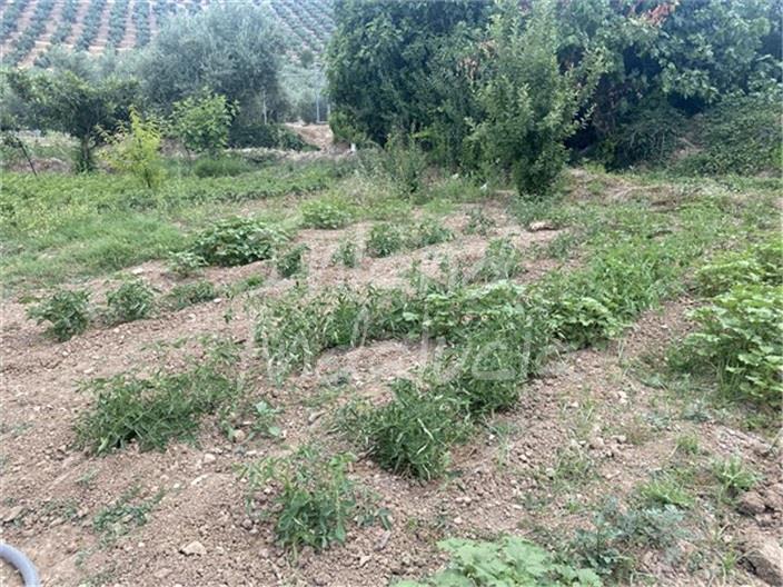Image No.6-Land for sale