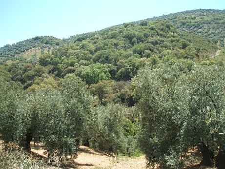 Image No.35-6 Bed Country House for sale