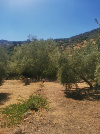 Image No.36-6 Bed Country House for sale