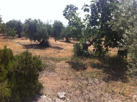 Image No.3-4 Bed Bungalow for sale