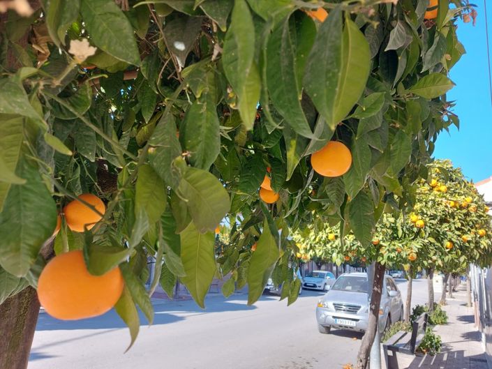 Image No.40-3 Bed Country House for sale