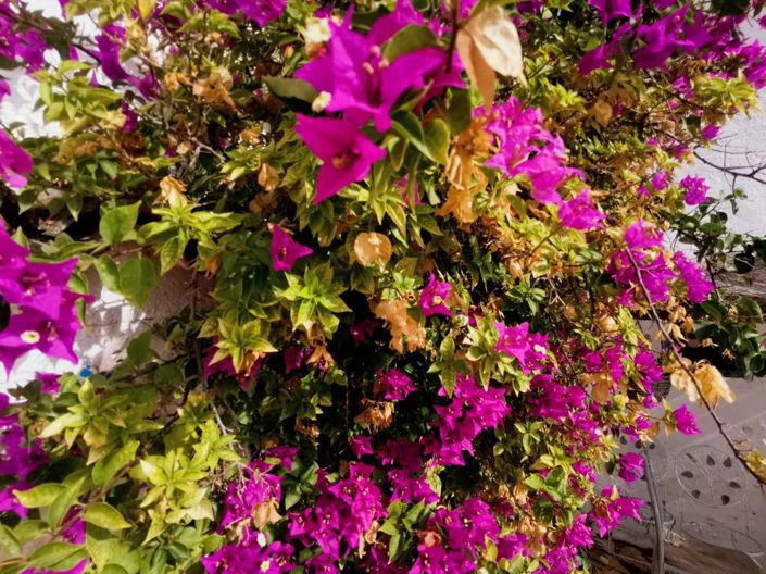 Image No.25-3 Bed Country House for sale