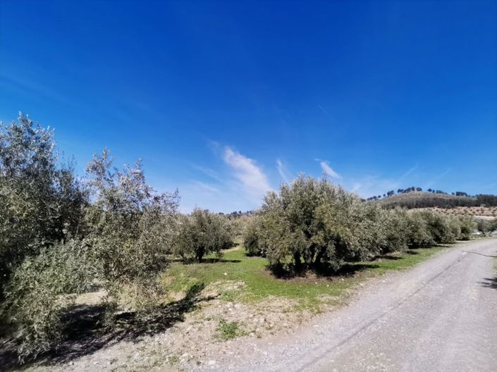 Image No.44-Maison de campagne de 4 chambres à vendre à Sabariego