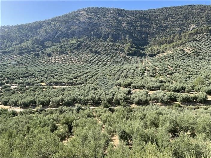 Image No.16-6 Bed Cortijo for sale