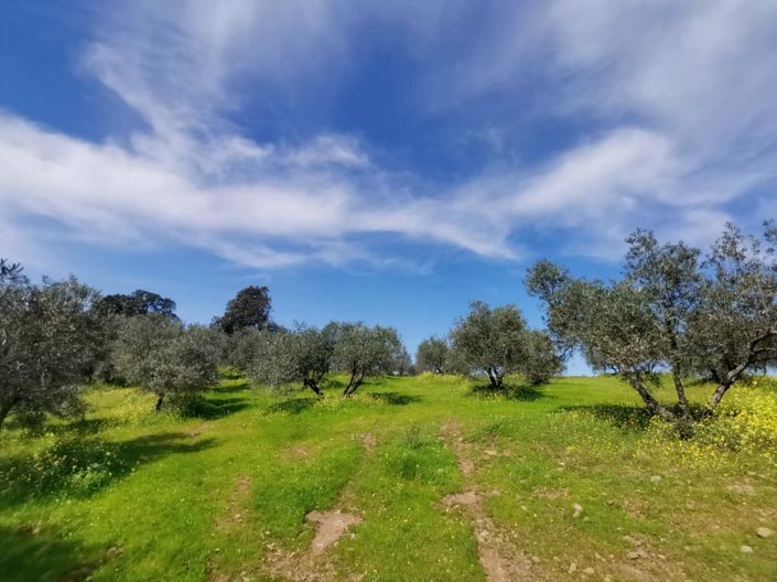 Image No.30-Propriété de pays de 3 chambres à vendre à Montoro