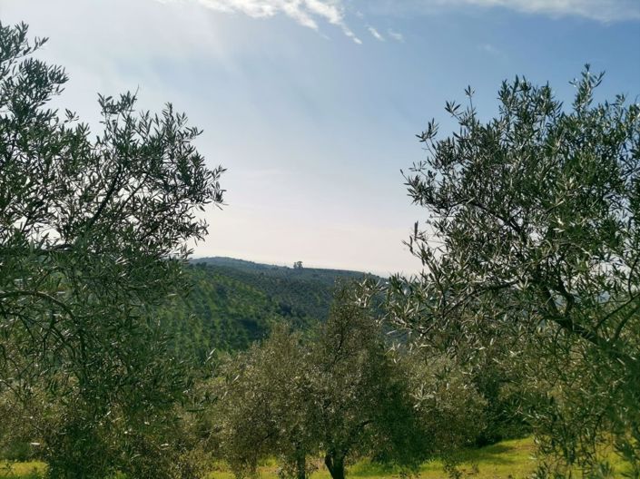 Image No.33-Propriété de pays de 3 chambres à vendre à Montoro