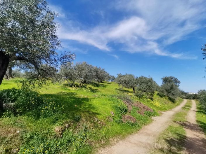 Image No.6-Propriété de pays de 3 chambres à vendre à Montoro