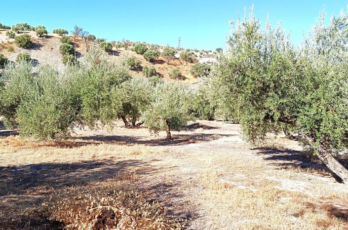 Image No.4-4 Bed Cortijo for sale