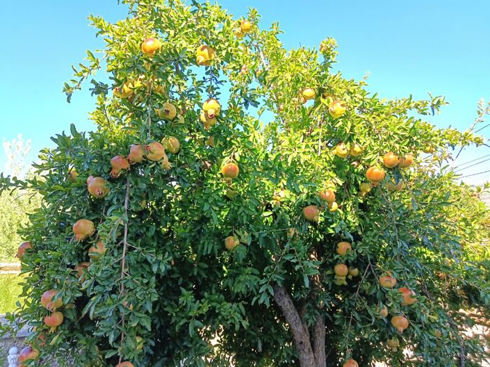 Image No.5-4 Bed Cortijo for sale