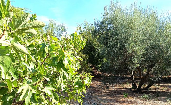 Image No.38-6 Bed Cortijo for sale