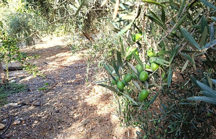 Image No.41-6 Bed Cortijo for sale