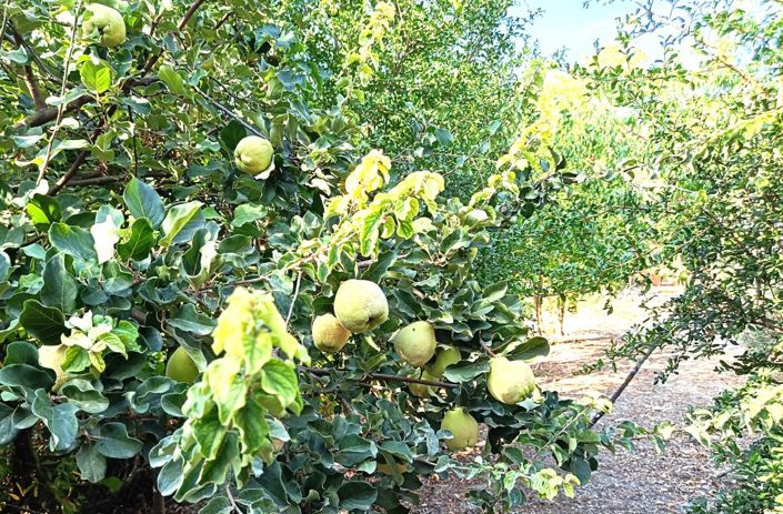 Image No.42-6 Bed Cortijo for sale