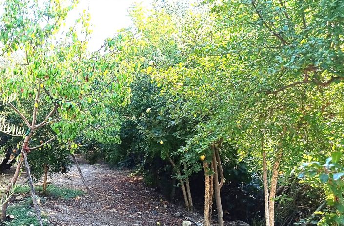 Image No.51-6 Bed Cortijo for sale