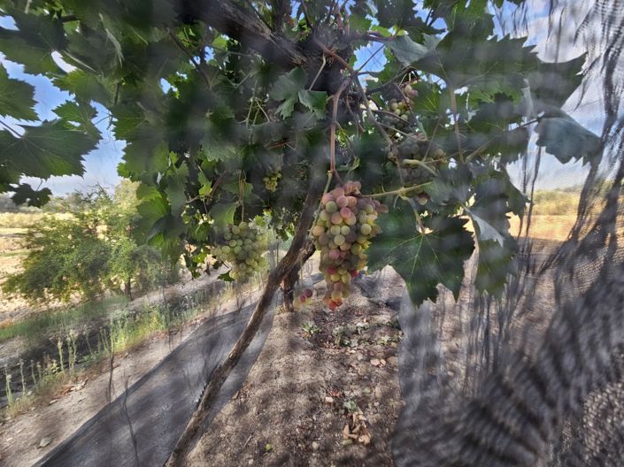 Image No.17-4 Bed Cortijo for sale