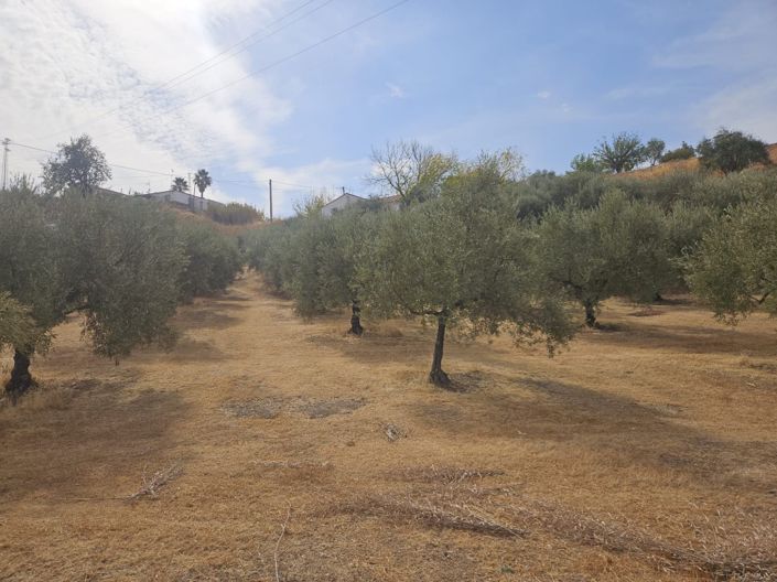 Image No.34-5 Bed Cortijo for sale