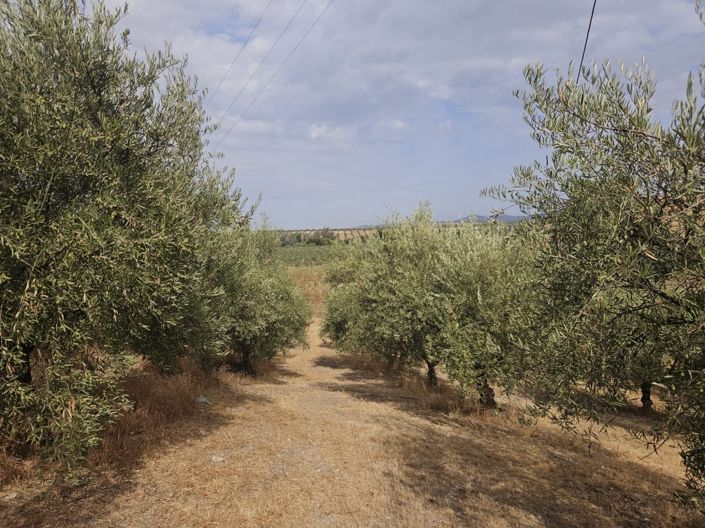 Image No.37-5 Bed Cortijo for sale