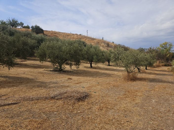 Image No.39-5 Bed Cortijo for sale