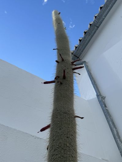 Image No.11-3 Bed Townhouse for sale