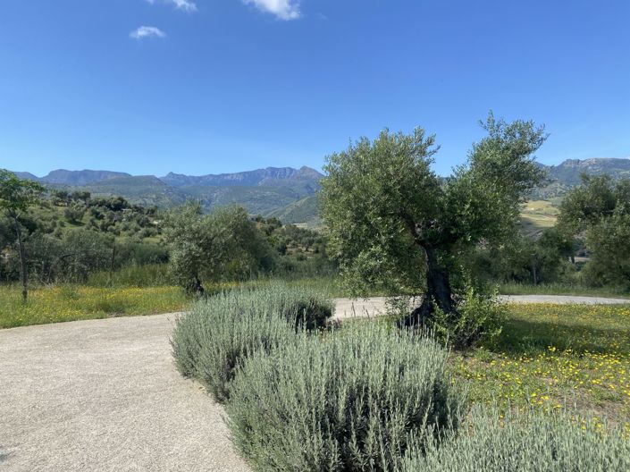 Image No.26-Propriété de 2 chambres à vendre à Algodonales