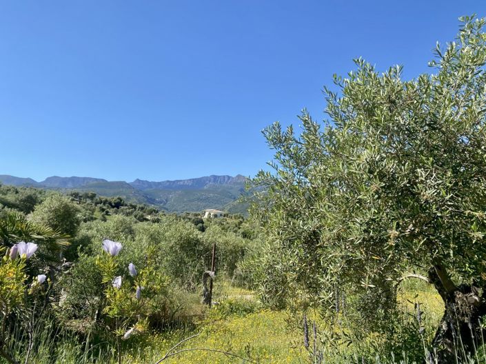 Image No.33-Propriété de 2 chambres à vendre à Algodonales